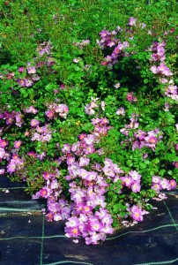 SCENTED CARPET (Ground cover)